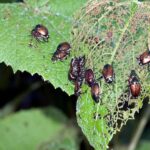 Preventing Pest Damage