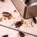 Cockroach Infestation
