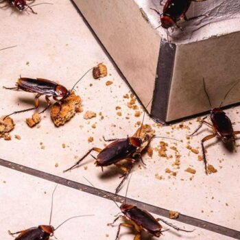 Cockroach Infestation