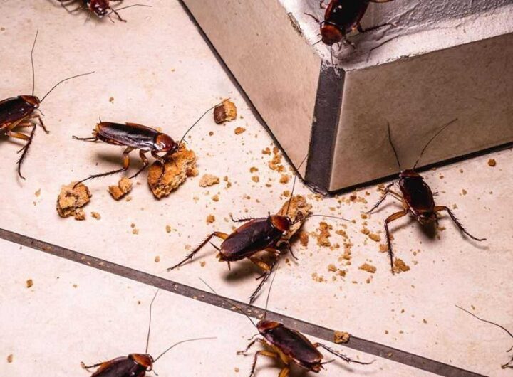 Cockroach Infestation