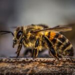 Pest Control Services