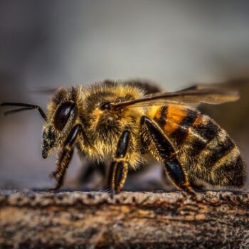 Pest Control Services
