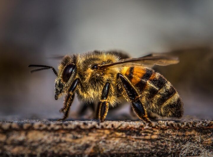Pest Control Services