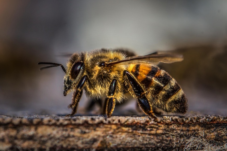 Pest Control Services