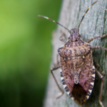 Accidentally Inviting Bugs
