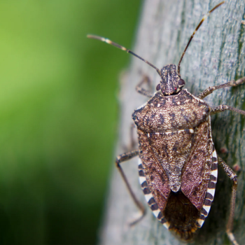 Accidentally Inviting Bugs