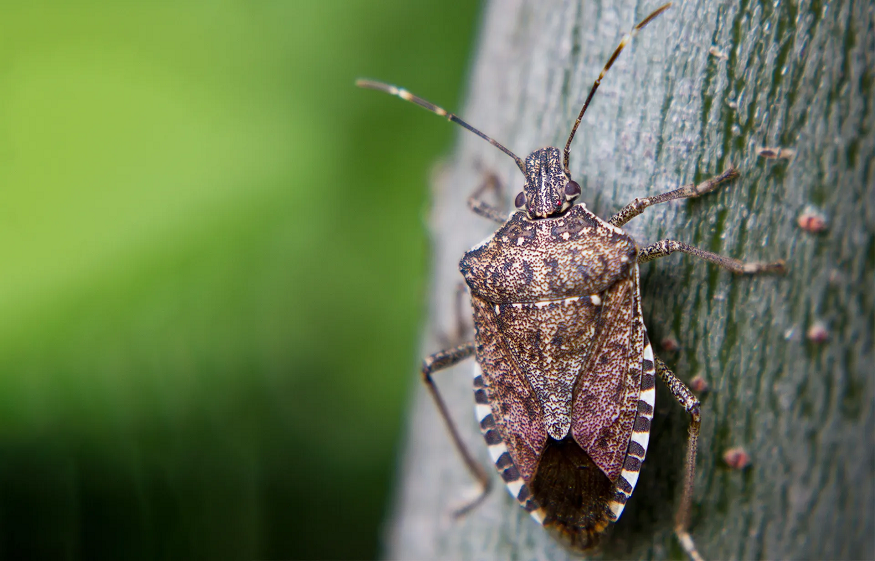 Accidentally Inviting Bugs