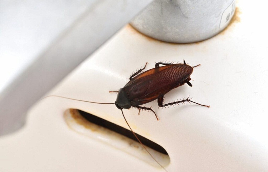 Romney Pest Control